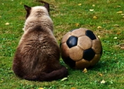 切尔西教练压力巨大！JackeyLove遭遇七持续失利气势如虹延续